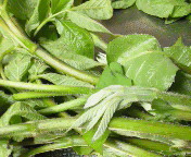 �E�h���������������[�B