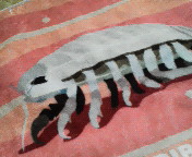 ���q���p�_�C�I�E�O�\�N���V�̃^�I���n���J�`�B