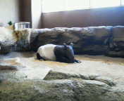 �}���[�o�N�B