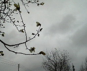 ���Ԃ����炢�Ă�B