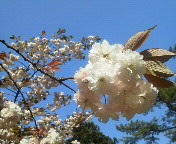 ���炢�Ă�