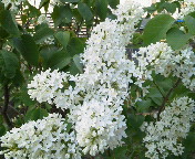 ���C���b�N