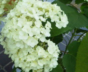 �������z�Ԃ𔃂������[