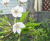 ���炢�Ă��