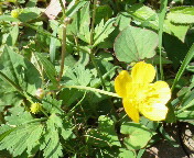 �L�c�l�m�{�^��