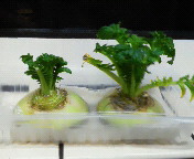 �卪�͂Ƃ肠�������͔|�ō؂��t����ĂĐH�ׂ�B